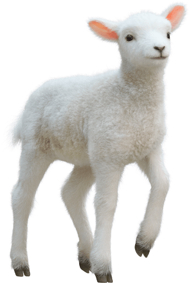 OWIECZKA